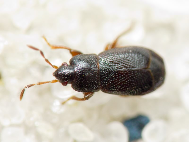 Plinthisus pusillus (Scholtz, 1847)